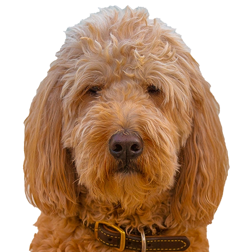 Rupert